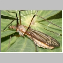 Tipula cf lateralis - Schnake 02a.jpg